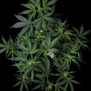 ?Delicious Cookies Auto #3?