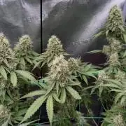 Pure skunk Go Fast