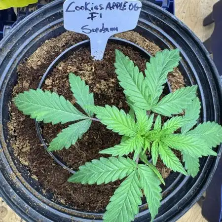 Cookies Apple Og F1 auto