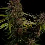 FrostBanger Auto