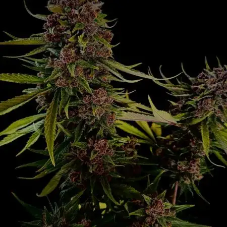 FrostBanger Auto