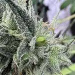 Zkittlez ✂️