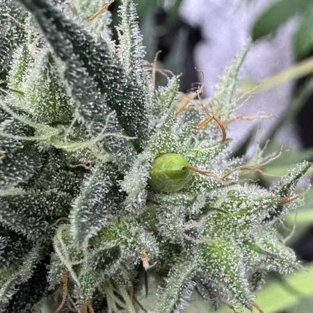 Zkittlez