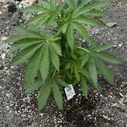 Amnesia Haze GoFast