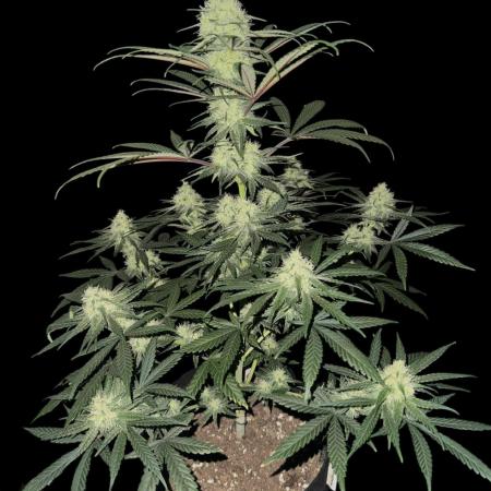 Strawberry Cough