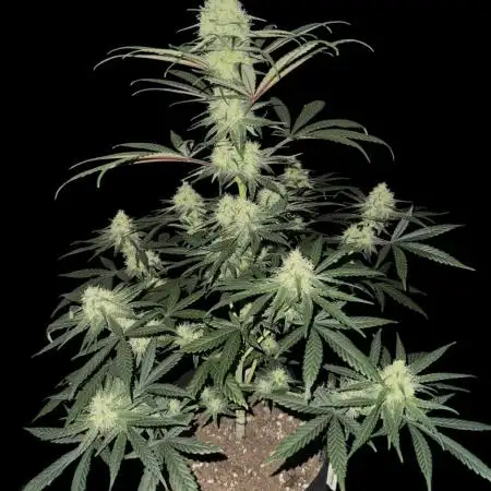 Strawberry Cough
