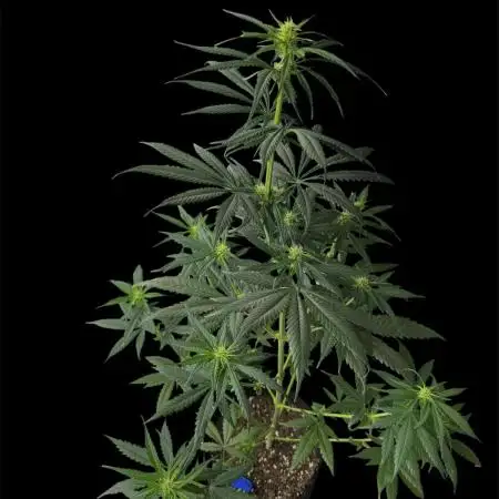 Ghost train Haze