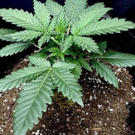 LSO:Purple punch Auto