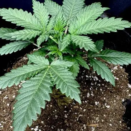 LSO:Purple punch Auto