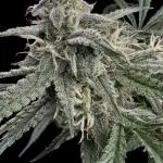 Cookies Apple Og F1 auto