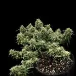 2x Futur #1 Auto