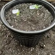 Black Orchid auto