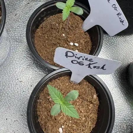 Divine Og Kush