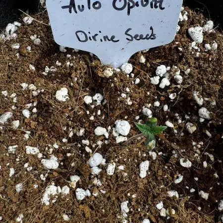 Auto Opiom