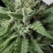 Lemon haze Auto