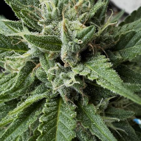 Lemon haze Auto