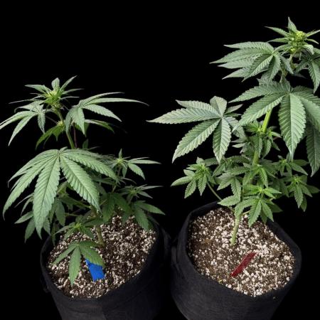 Gg#4&Amnesia lemon