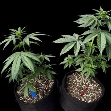 Gg#4&Amnesia lemon