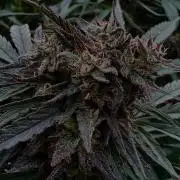 Candy Cream Go Fast