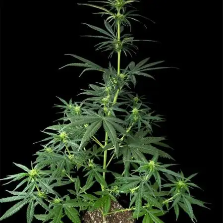 Ghost train Haze