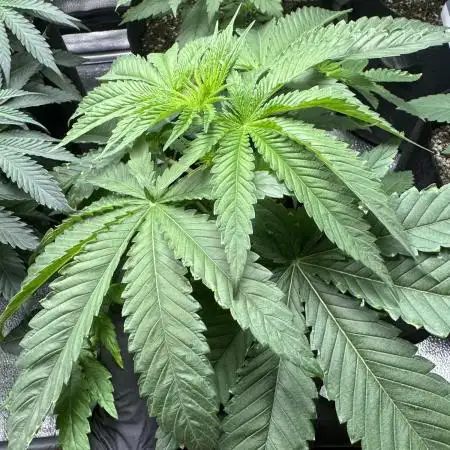 Zkittlez