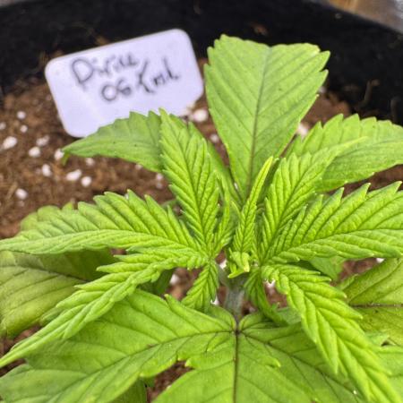 Divine OG Kush