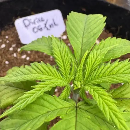 Divine OG Kush