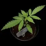 Gorilla Zkittlez Auto