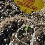 Melon Mush Auto