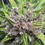 FrostBanger Auto