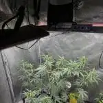 FrostBanger Auto
