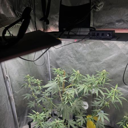 FrostBanger Auto