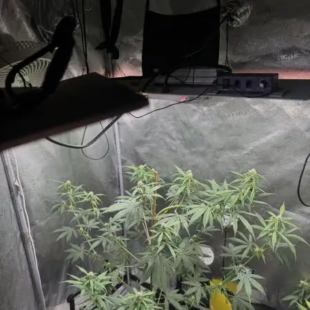 FrostBanger Auto