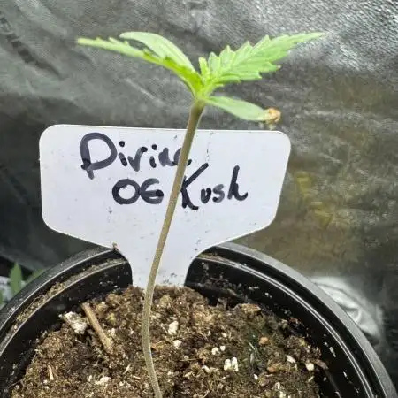 Divine OG Kush