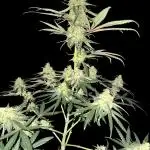 Strawberry Cough