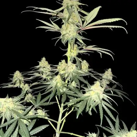 Strawberry Cough