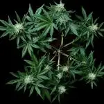 Divine Rapier Auto #3