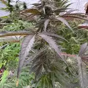 3 Strains 4 plants