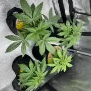 Sunset Sherbet Go Fast