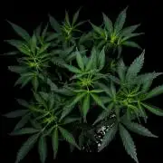 ?Delicious Cookies Auto #3?