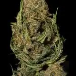 Tropicana cookies FF