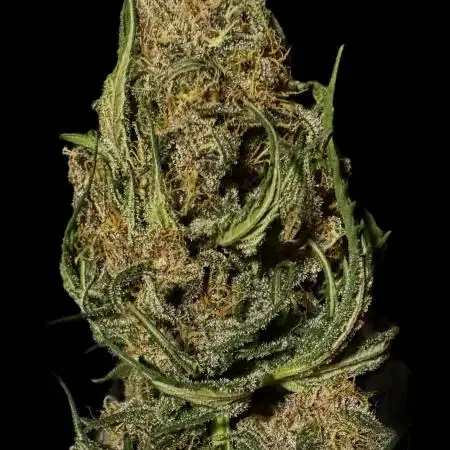 Tropicana cookies FF