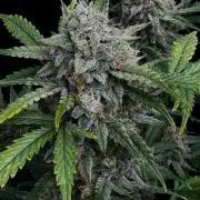 Cookies Apple Og F1 auto