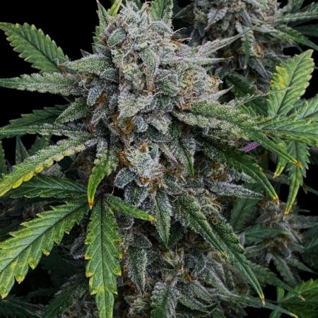 Cookies Apple Og F1 auto