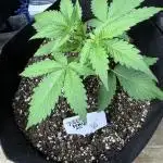 Purple Punch auto