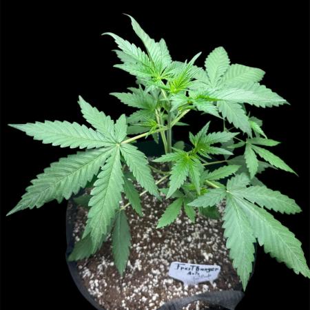FrostBanger Auto