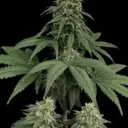 Divine Og Kush Bio