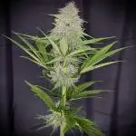 Tropicana cookies FF