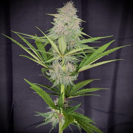 Tropicana cookies FF