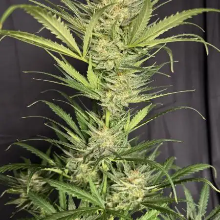 Moon Rock auto #2